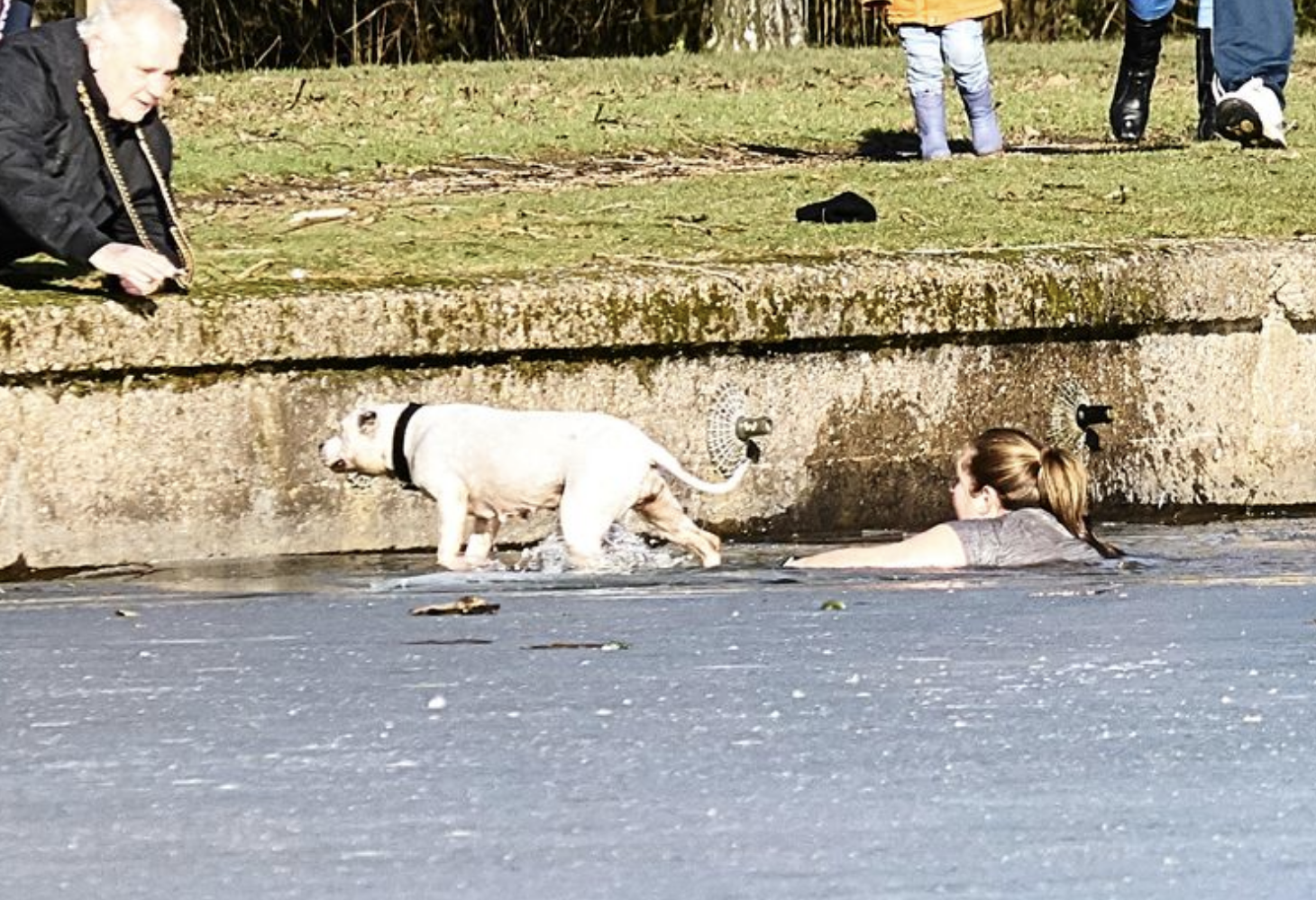 Сонник спасти собаку. Собака тонет. Спас собаку из ледяной воды.