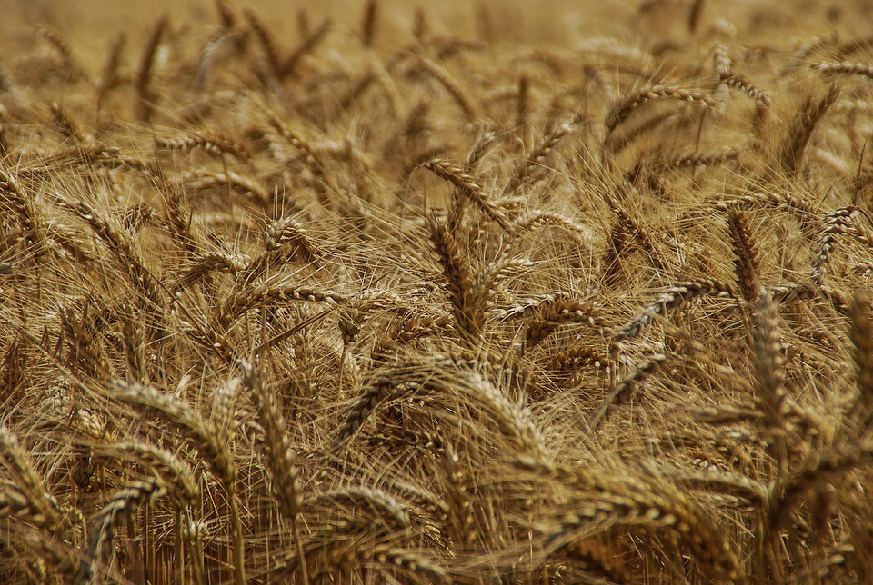 Путин: Мы обеспечили свою независимость по семенам пшеницы
