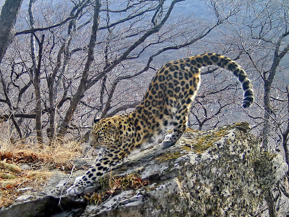 Фото: © ФГБУ "Земля леопарда"
