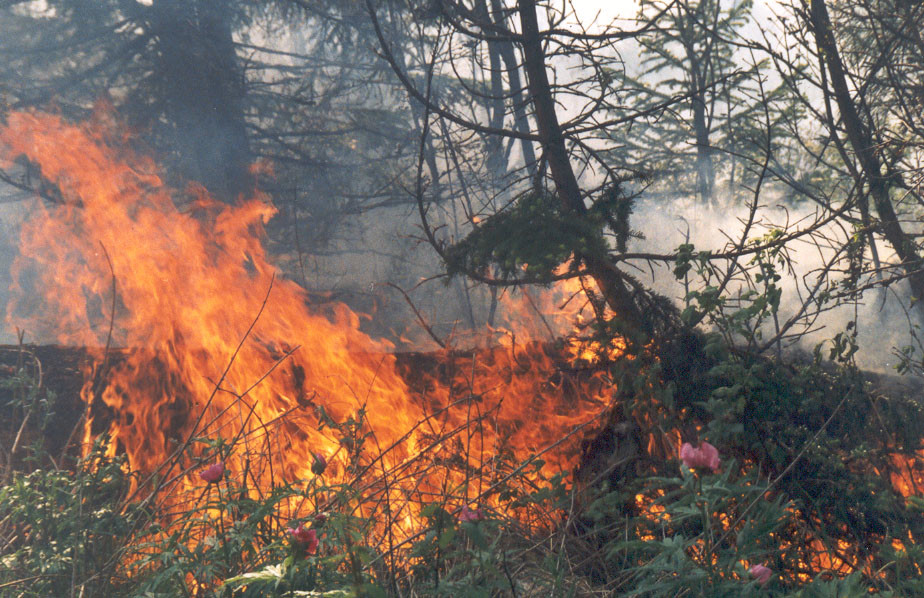 Пожары 2015 год. Пожары в Хакасии 2015. Лесной пожар Хакасия. Крупный Лесной пожар Хакасия. Лесные и степные пожары.