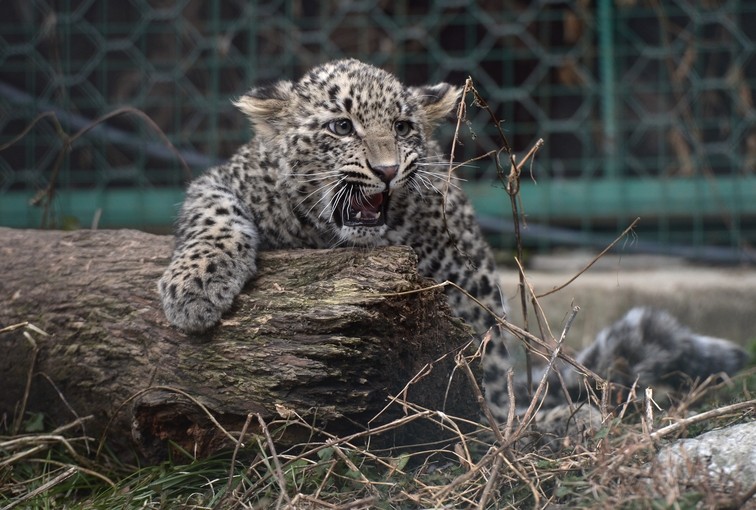 Детёныш переднеазиатского леопарда. Фото: © РИА "Новости" / Алексей Никольский
