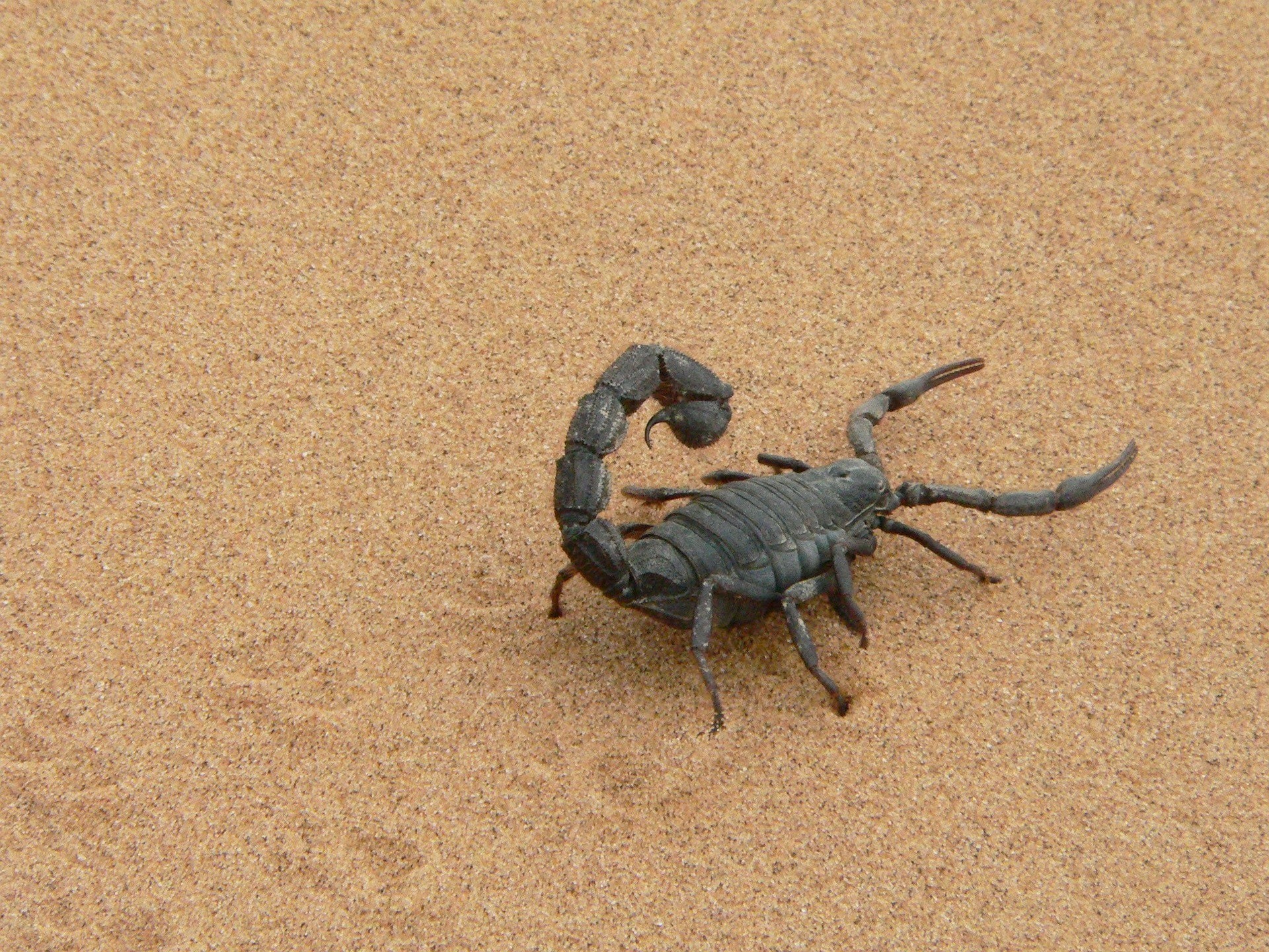 Скорпион. Фото © Pixabay
