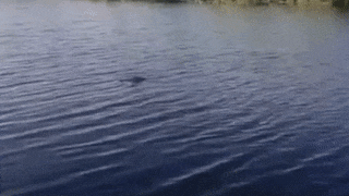 "Цыпа-цыпа". В реке в Приморском крае завёлся крокодил — видео 