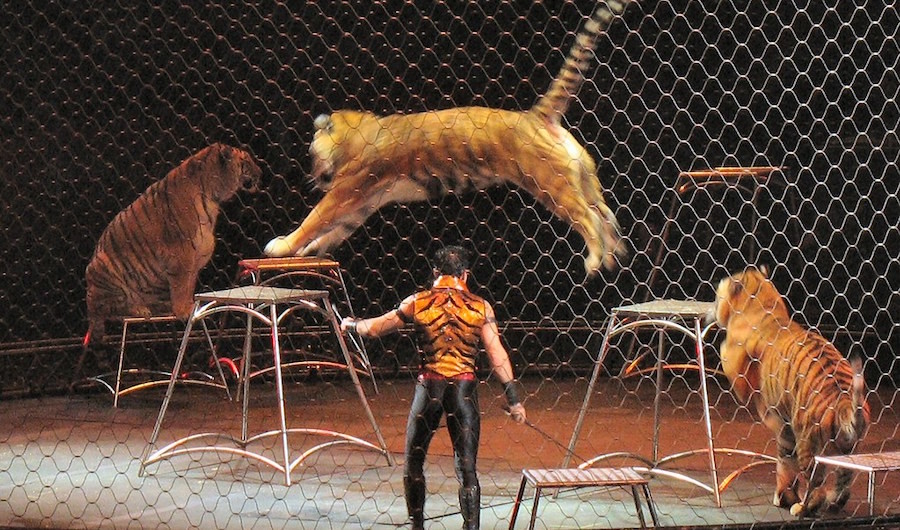 Цирковая пантера. Цирк гии эрадзе 2022. Цирк пантера. Цирк баронеты гия эрадзе. Гепард в цирке.