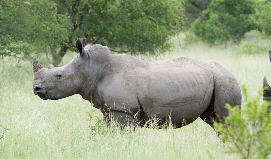 Белый носорог. Фото Wikipedia

