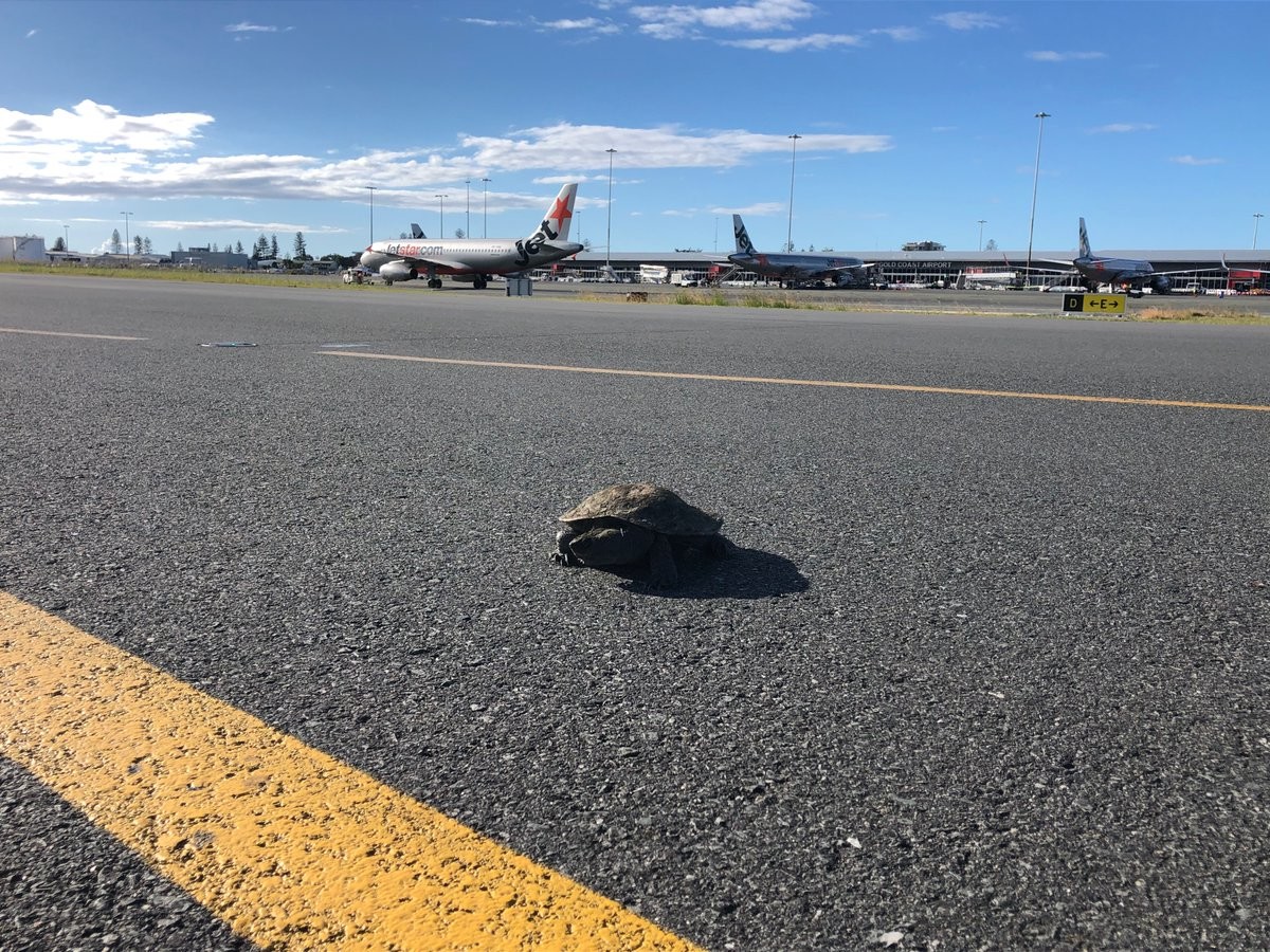 Черепаха, найденная в аэропорту города Голд-Кост в июне. Фото © Twitter / gcairport
