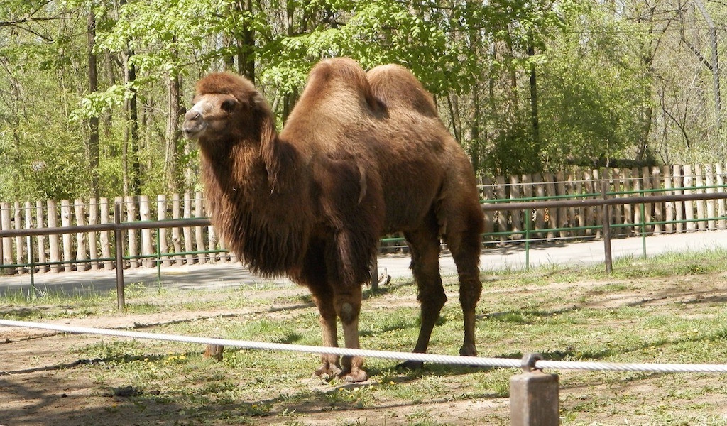 Двугорбый верблюд. Фото © Pixabay
