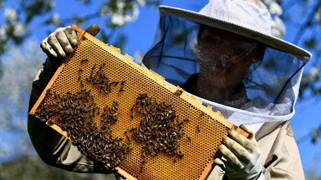 Юрий Лужков знает, почему гибнут пчёлы и к чему это приведёт
