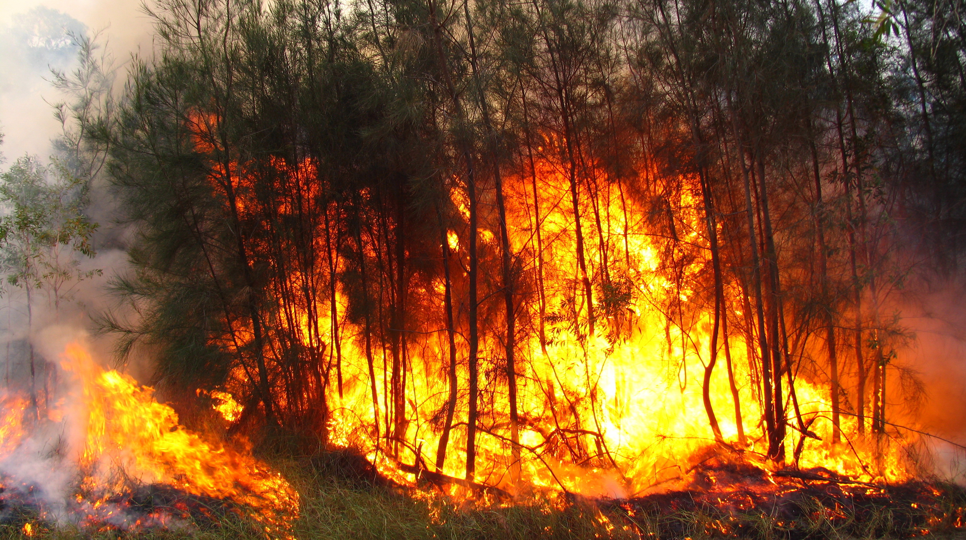 В следствии лесных пожаров. Лесные пожары в Хабаровском крае. Природные пожары. Пожар в лесу. Вырубка лесов и пожары.