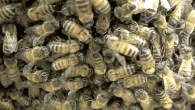 Из-за массового пчелиного мора в Ростовской области опустели почти 50 пасек