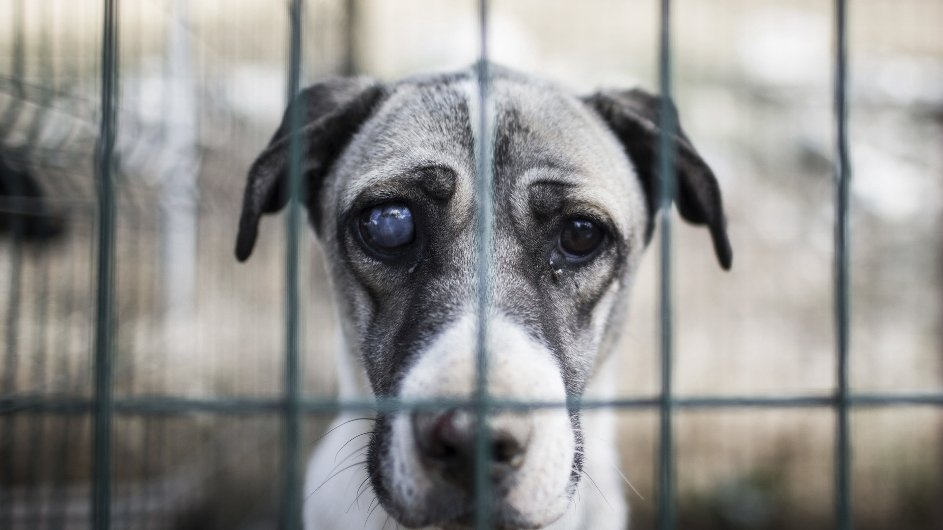 Собаке собачья смерть или тюрьма... Бродячие псы забрели в законодательный тупик