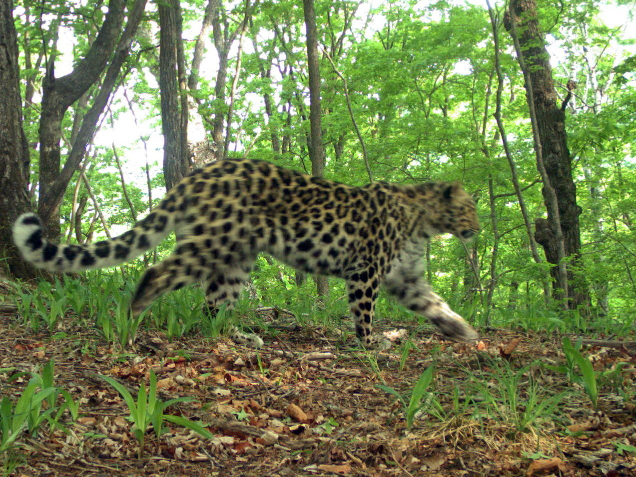 <p>Один из котят леопарда Катюши. Фото © <a href="http://leopard-land.ru/news/8132" target="_self">"Земля леопарда"</a>&nbsp;</p>
