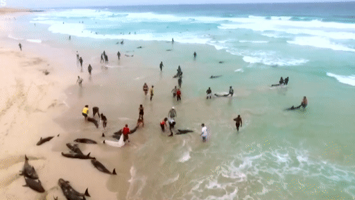 На берег Кабо-Верде выбросилось более сотни дельфинов — видео