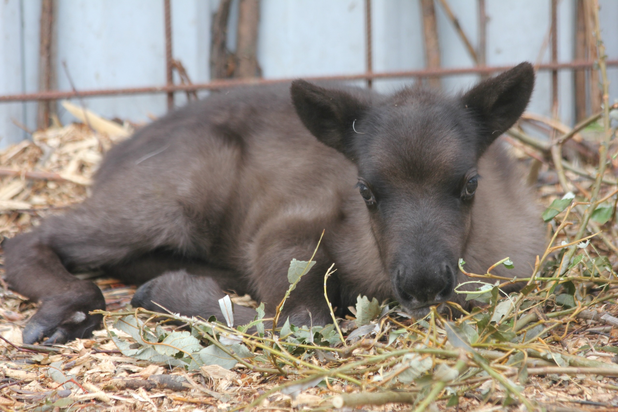 Фото © Государственный зоологический парк Удмуртии
