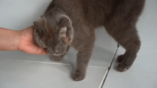 Выброшенной на улицу слепой кошке Стеше из Сочи нашли семью в Петербурге — видео