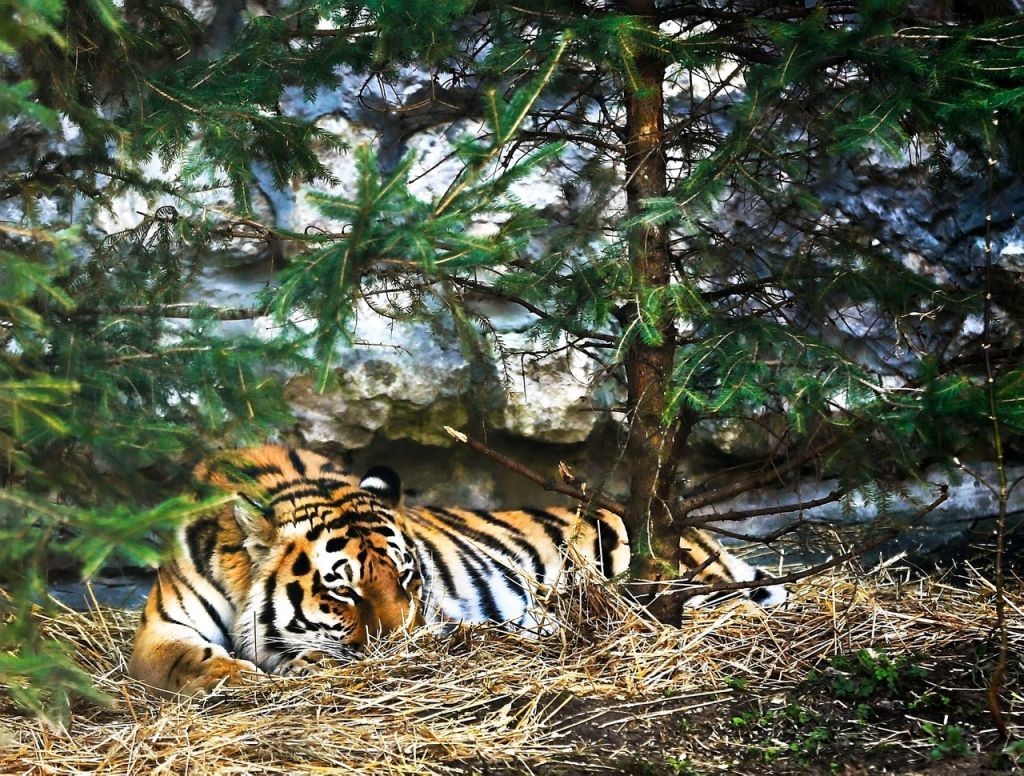 Фото © Московский зоопарк
