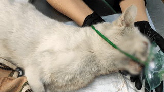 Видео © VK / Ветеринарная клиника "Котёнок Гав"
