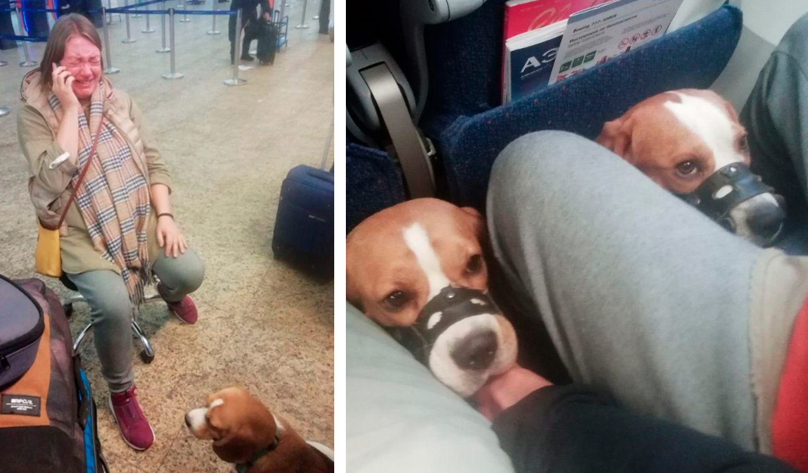 "Аэрофлот" довёл до слёз беременную пассажирку, отказав в перевозке двух собак