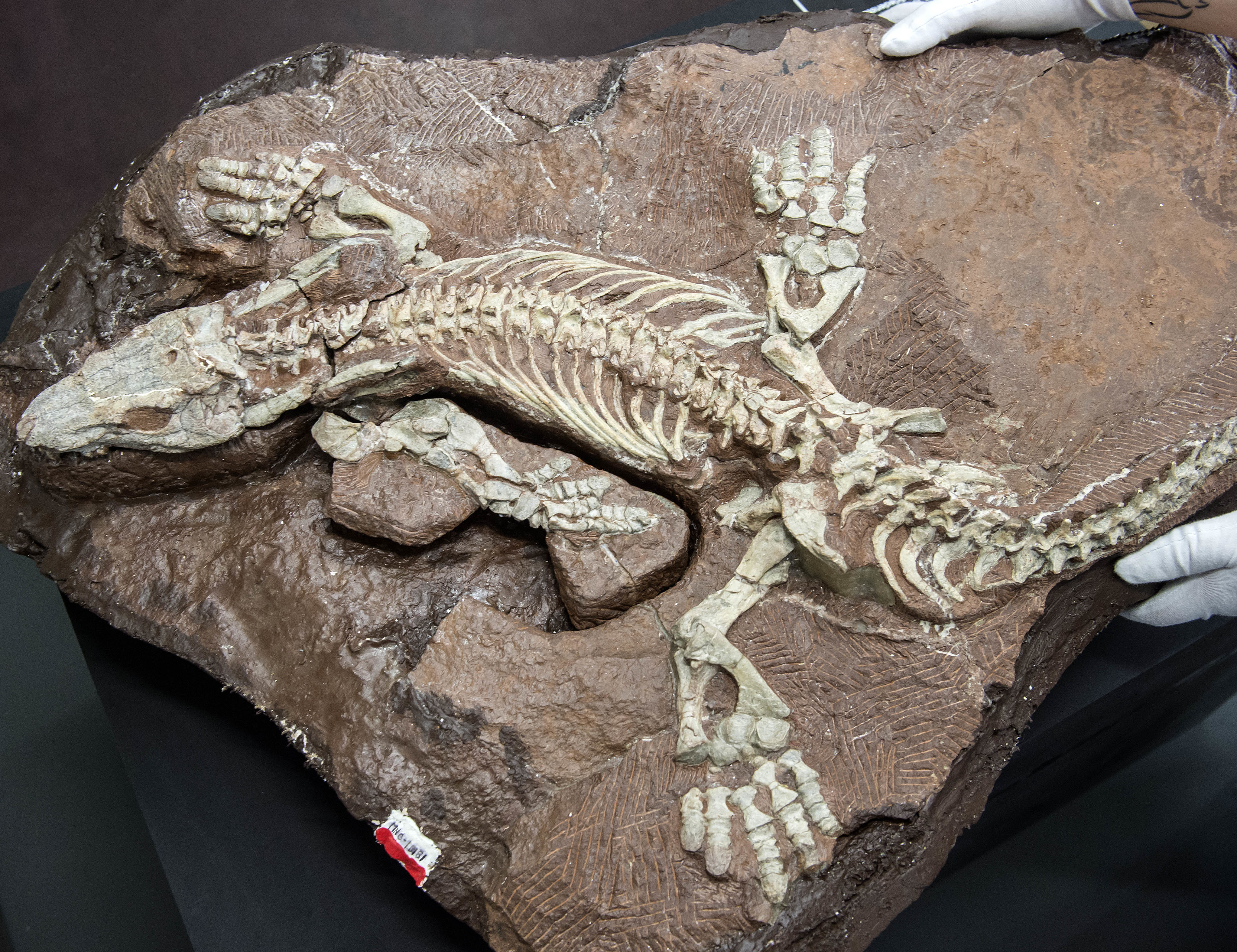 Ископаемый ящер. Окаменелый скелет динозавра. Палеонтологич останки. Fossil окаменелости. Окаменелые кости динозавров.