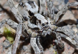 В Британии нашли "вымершего" паука, который растворяет органы своих жертв