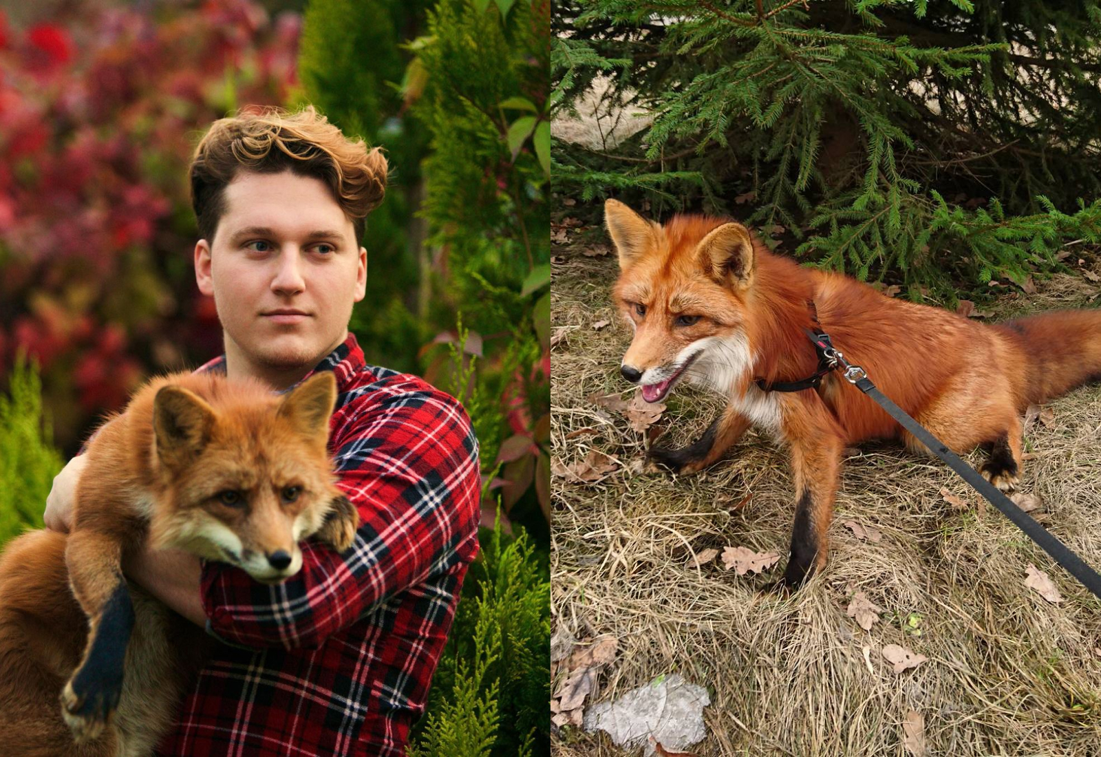 Парень из Москвы спас лисёнка от смерти на меховой фабрике, и сейчас их дружбе можно позавидовать
