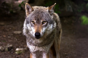Тамбовский волк без товарища. В регионе почти не осталось этих животных