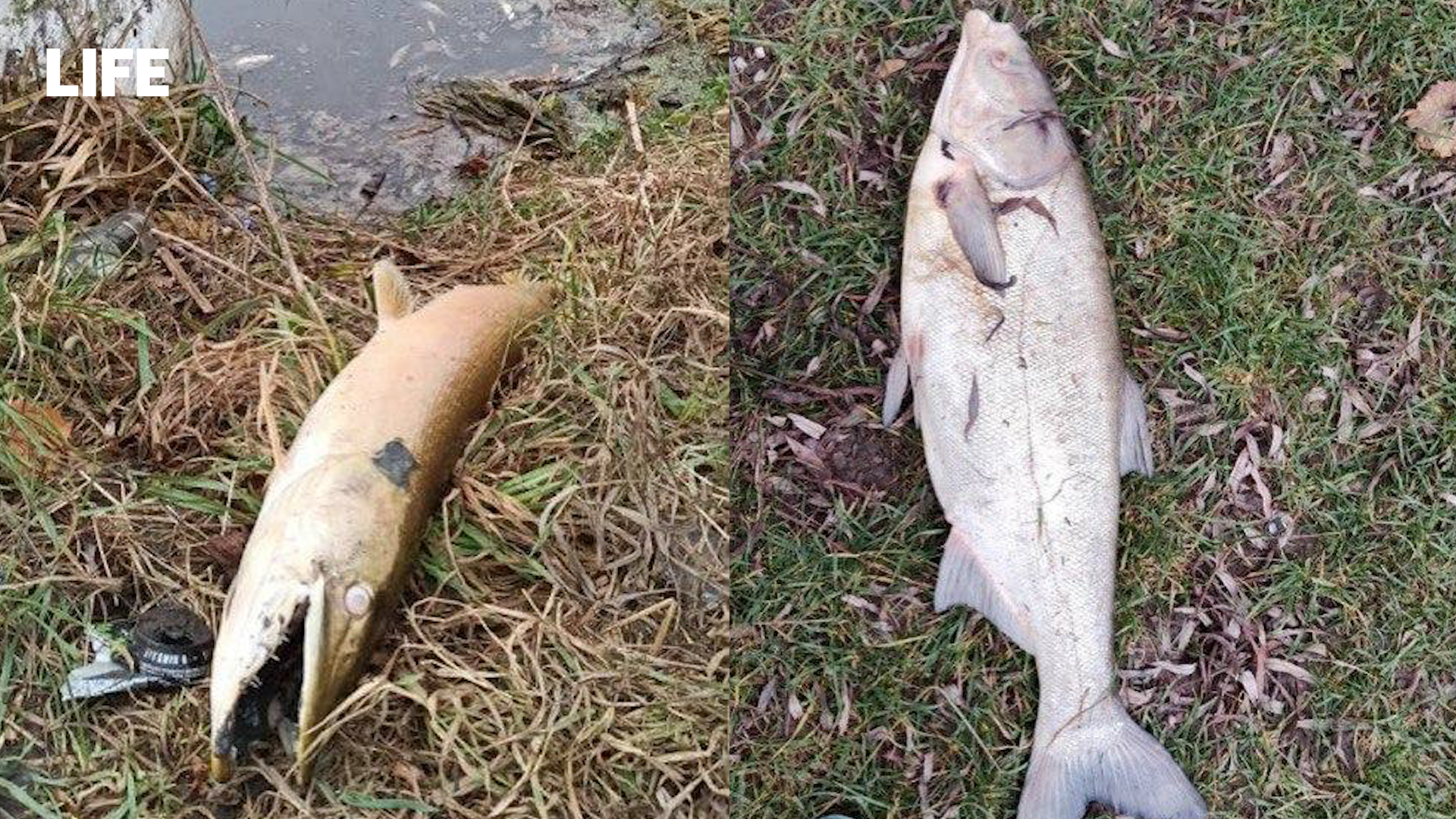 Очевидцы сняли берег пруда усадьбы Суханово в Подмосковье, усыпанный мёртвой рыбой