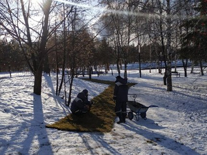 Коммунальщики удивили россиян решением уложить газон на снег
