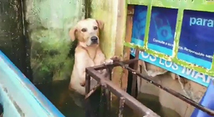 Спасатели не бросили пса во время наводнения, заметив его полные обречённости глаза — видео