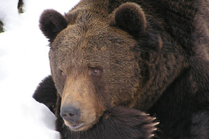 В Коми участковый застрелил медведя, державшего в страхе всё село