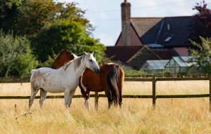 Во Франции расследуют массовые загадочные убийства лошадей. Это могут быть ритуалы