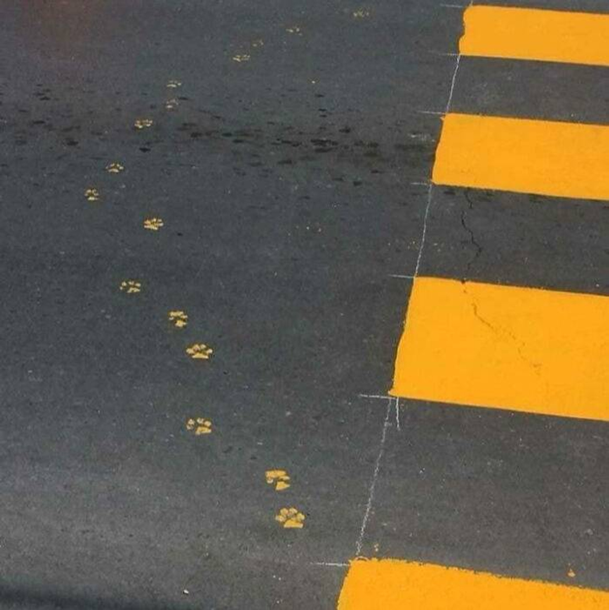 Фото © Reddit / mars-is-green