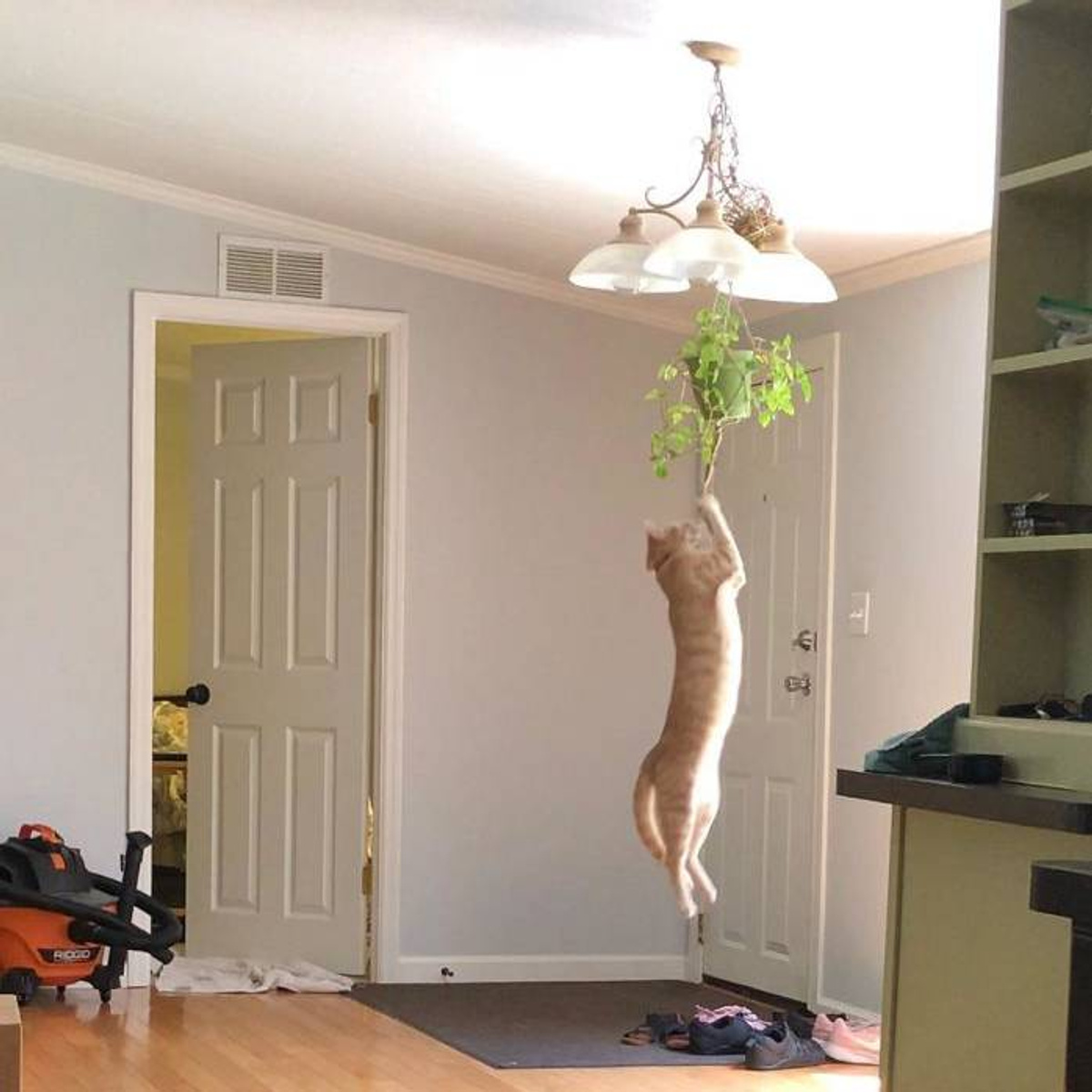 Фото © Reddit / Funkofairy