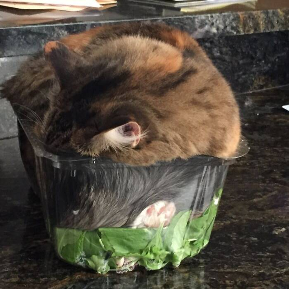 Фото © Reddit / Burritoworld