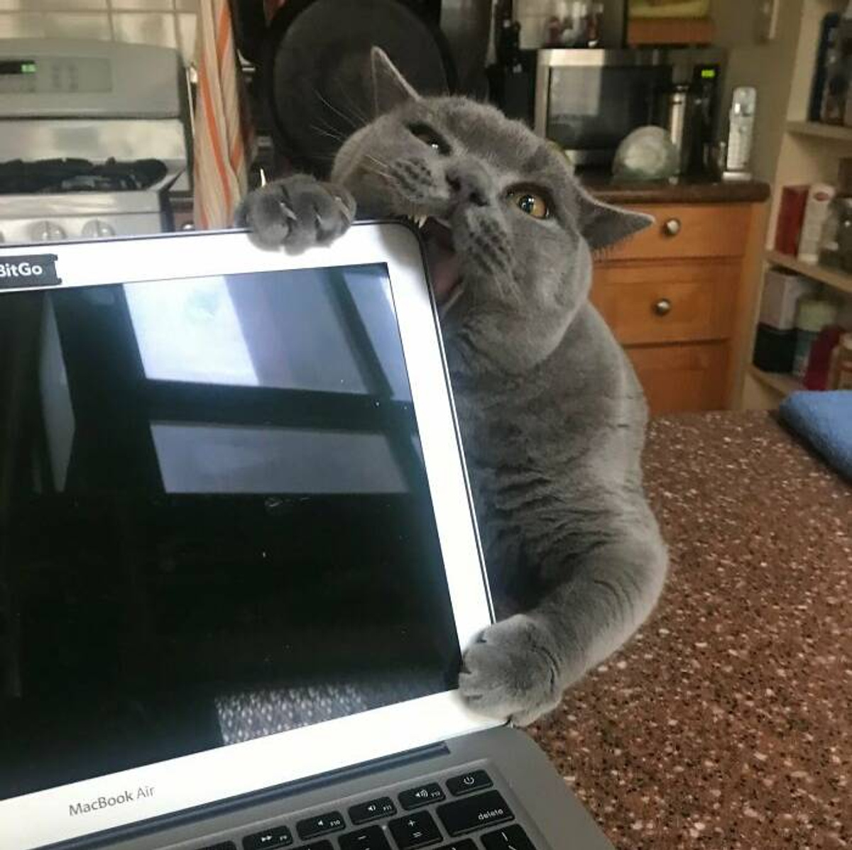 Фото © Reddit / iamllamma