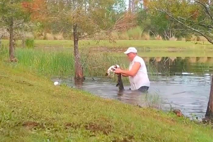 Дедушка руками одолел аллигатора, который утащил на дно его щенка — видео спасения