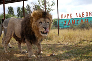 Содержатся как в "концлагере". Крымский сафари-парк "Тайган" обвинили в убийстве животных ради развлечения