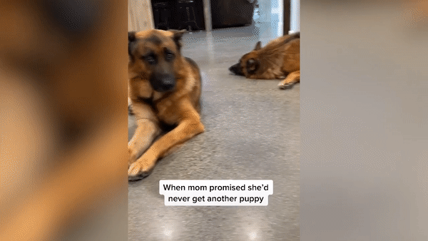 Пёс так расстроился из-за нового щенка хозяйки, что одним взглядом выразил всю свою боль — видео
