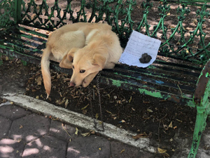 Собаку бросили в парке с грустной запиской от лица ребёнка, который оказался в безвыходном положении
