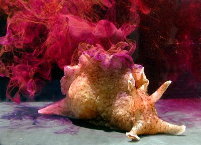 Калифорнийский моллюск. Фото © Wikipedia