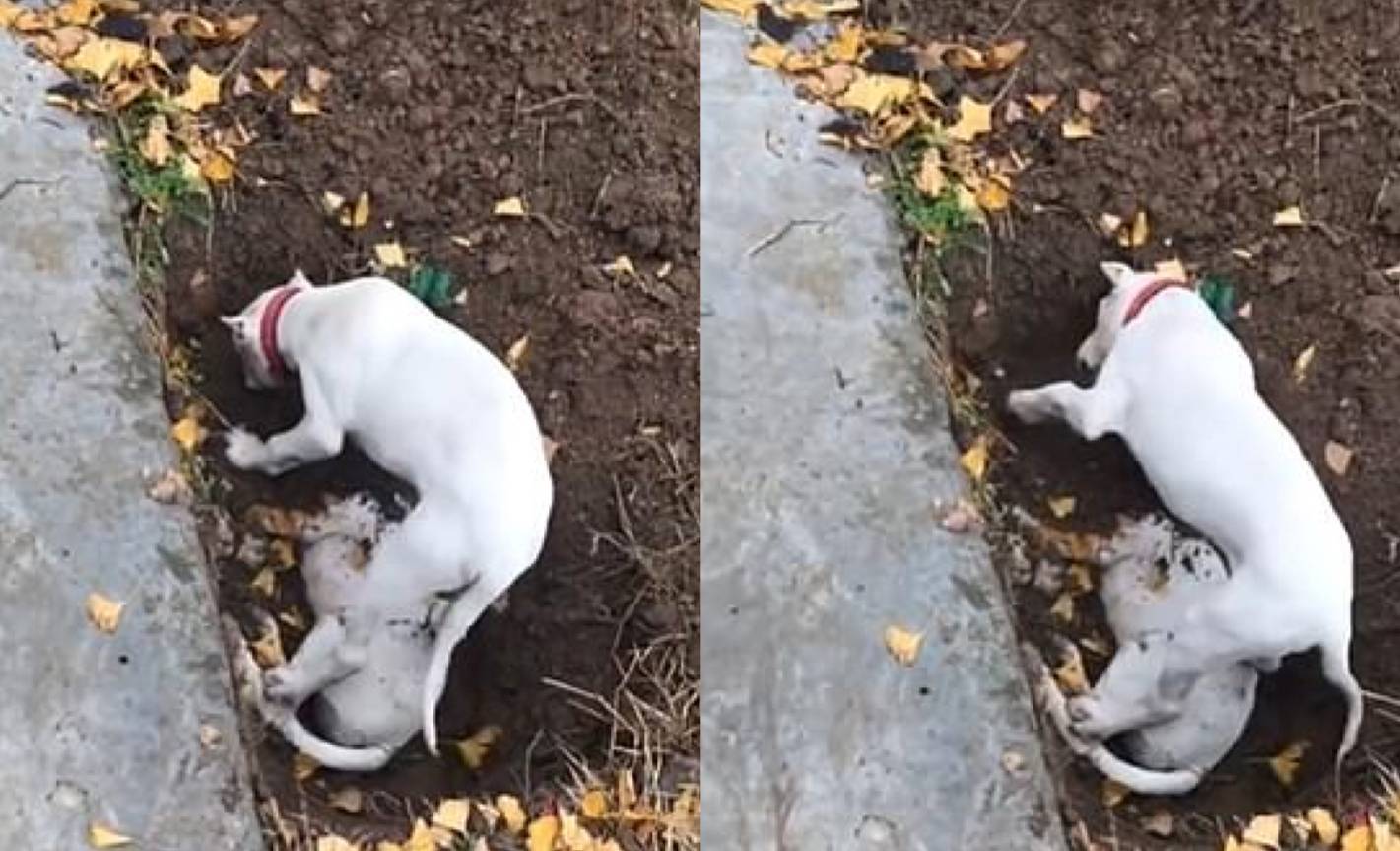 Душераздирающее видео: щенок раскопал могилу брата, так и не сумев принять его скорую смерть