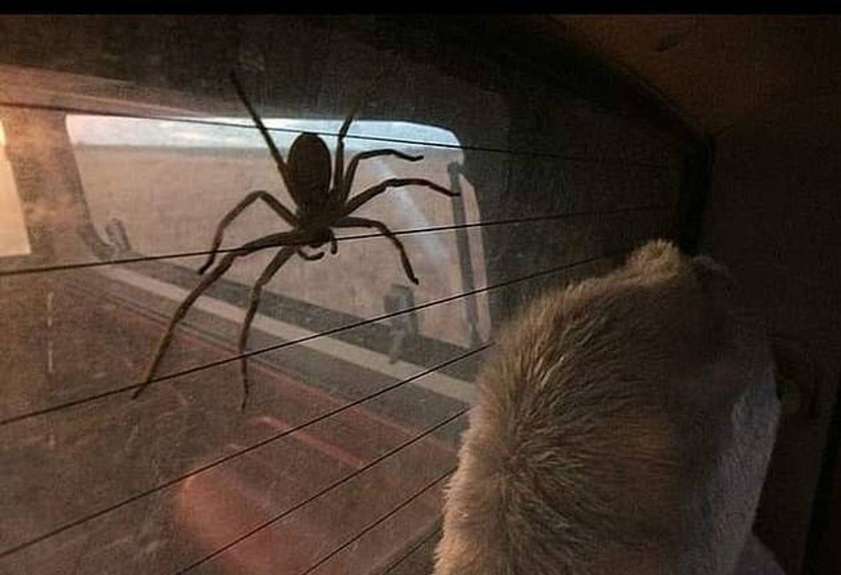 Австралиец приютил у себя дома паука-охотника, а через год сильно пожалел  об этом