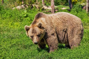 В Нижнем Тагиле появился медведь — разрушитель могил