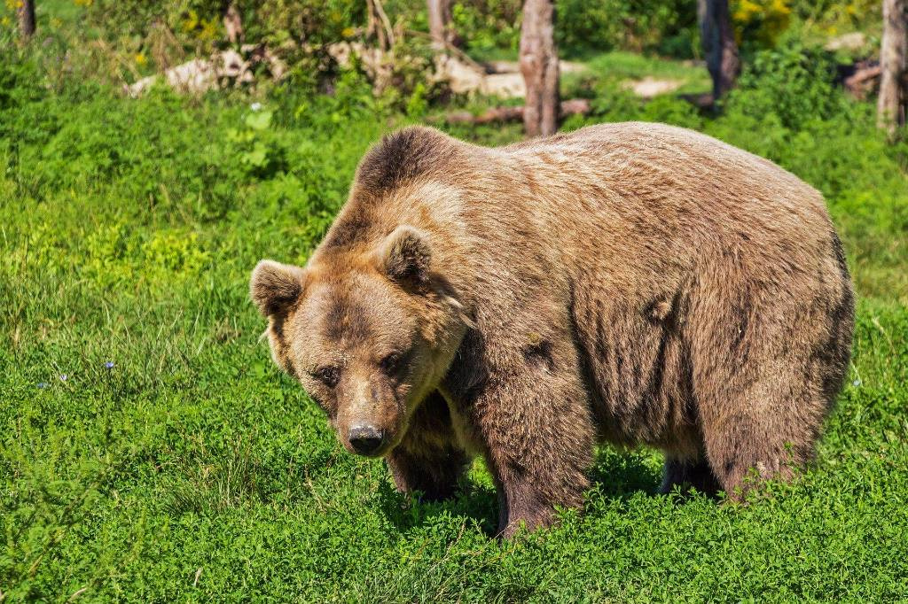 В Нижнем Тагиле появился медведь-некрофил