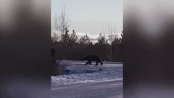 В Югре на камеру попало, как любопытный медведь потерпел неудачу, пробираясь в жилой дом