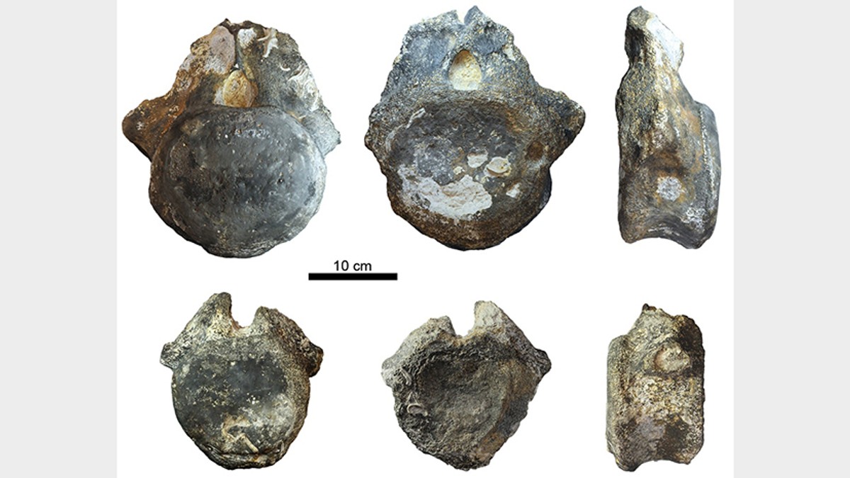 Хвостовые позвонки динозавра. Фото © Палеонтологический институт имени Борисяка РАН