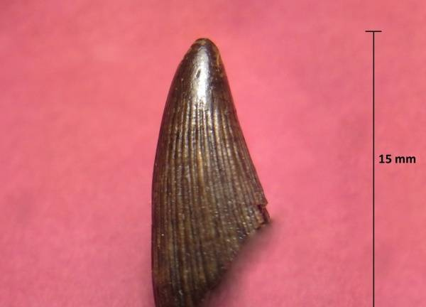 Зуб ихтиозавра. Фото © Палеонтологический портал Аммонит.ру