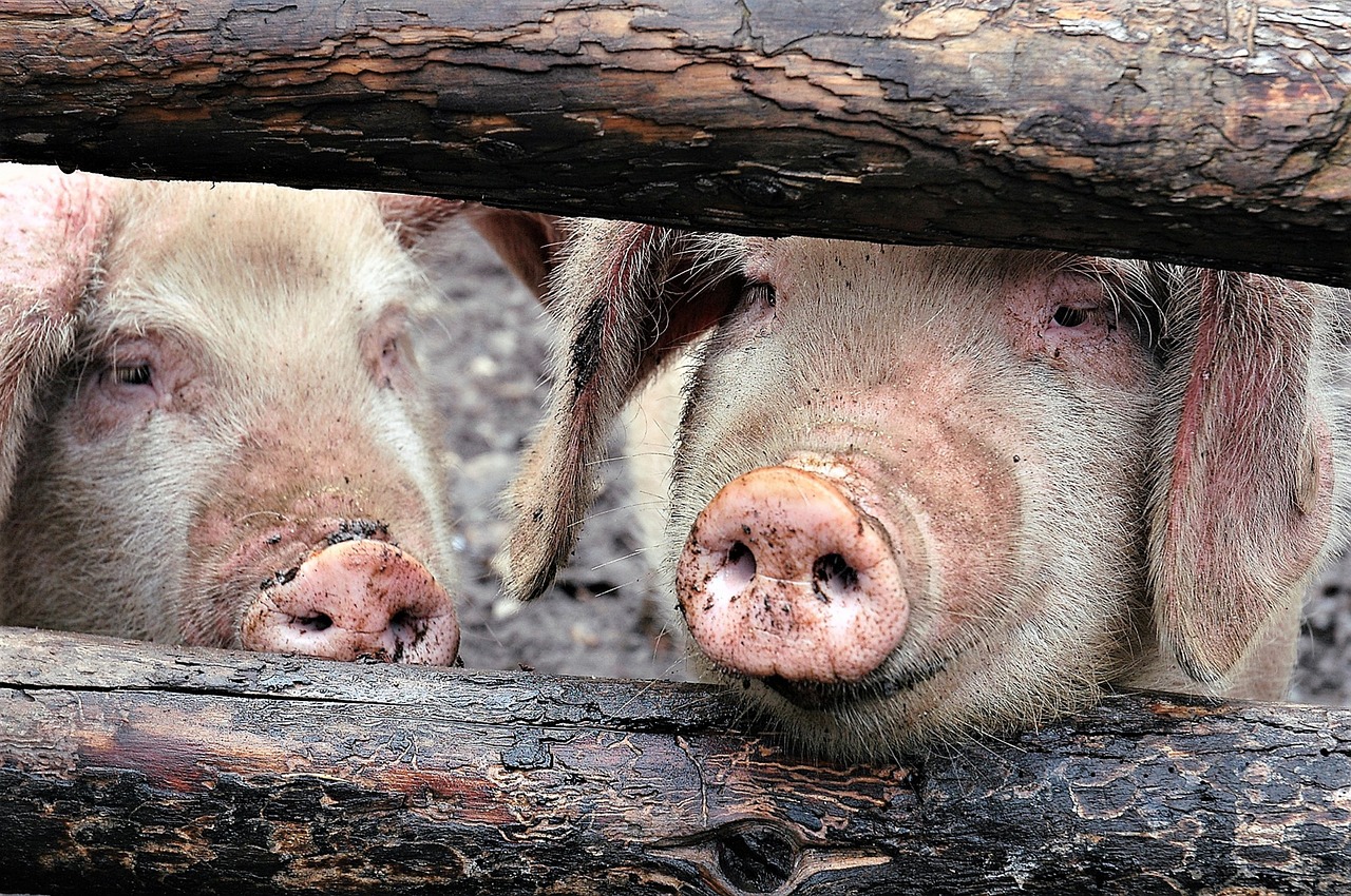 Под Омском заражённых африканской чумой свиней кормили отходами из ковидной больницы