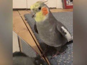 Хозяйка тайно сняла на видео, что делает попугай в её отсутствие, и такого веселья никто не ожидал