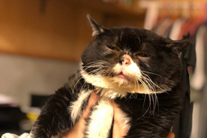Парень сделал селфи со своим котом, и недовольное выражение его морды превратило усатого в мем